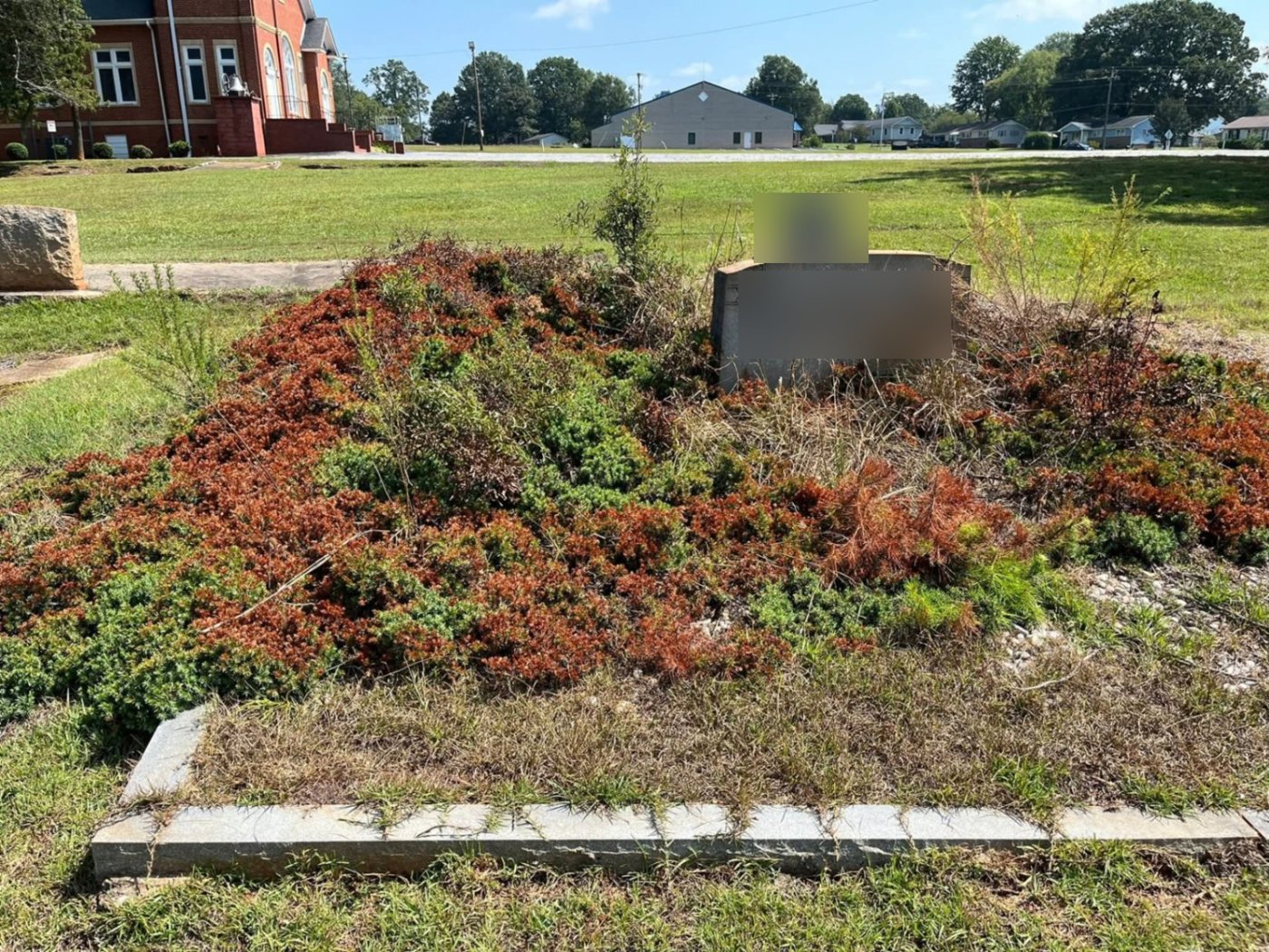 Overgrown family plot covered in dead juniper and weeds