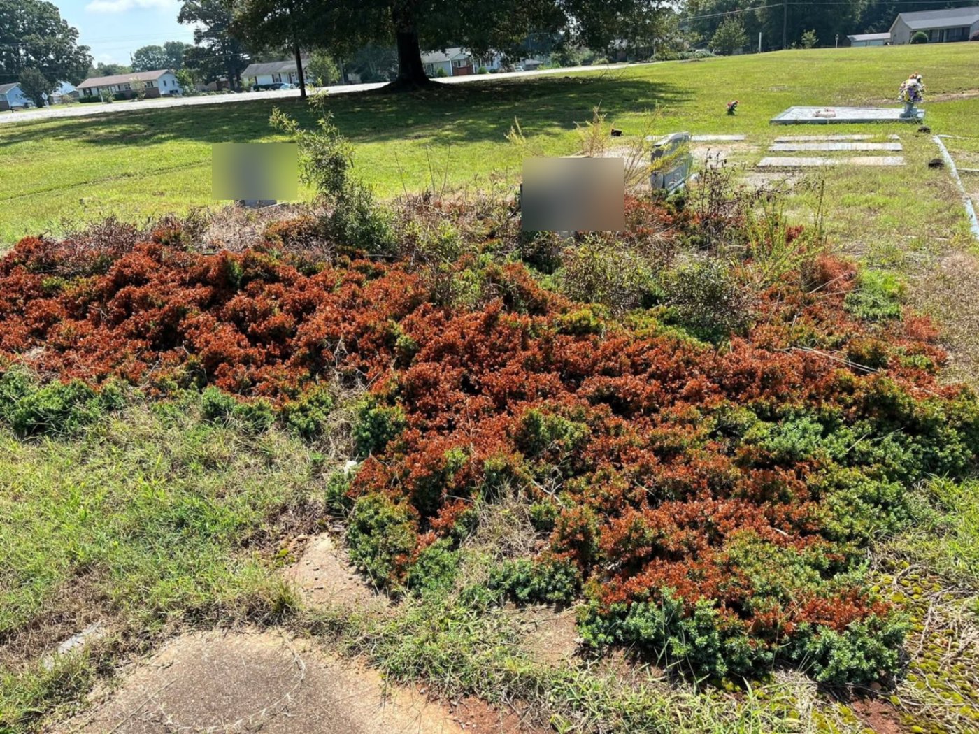 Another view of the overgrown plot